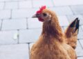 shallow focus photo of brown and red rooster