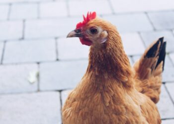 shallow focus photo of brown and red rooster