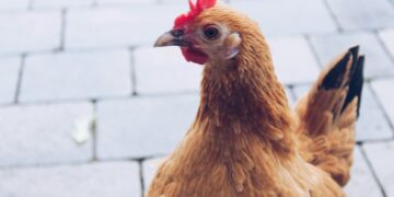 shallow focus photo of brown and red rooster