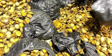 Indoda ibanjwe namangquba eRhini.