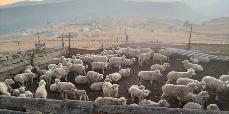 Kubanjwe imfuyo eyebiweyo kuTsolo