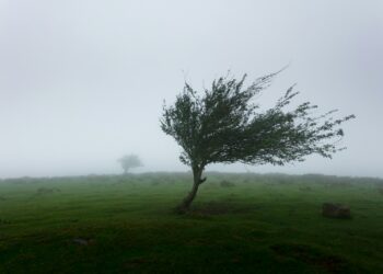 trees with wind photo