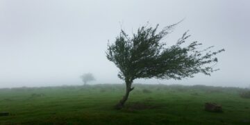 trees with wind photo