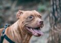 brown short coated large dog with brown leash