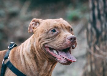 brown short coated large dog with brown leash