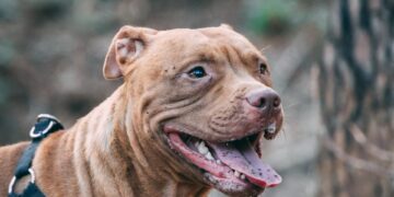 brown short coated large dog with brown leash