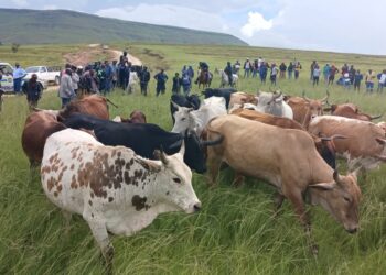 Stock Theft Remains a Serious Issue in Sulenkama and Surrounding Areas