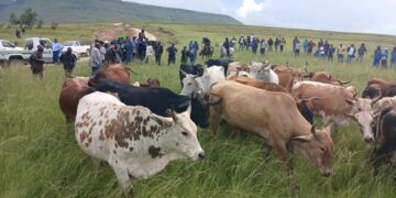 Stock Theft Remains a Serious Issue in Sulenkama and Surrounding Areas