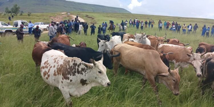 Stock Theft Remains a Serious Issue in Sulenkama and Surrounding Areas
