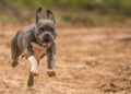 grey and white short coat small dog running on brown field during daytime