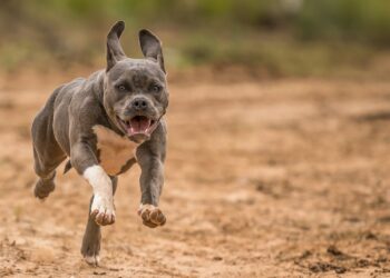 grey and white short coat small dog running on brown field during daytime