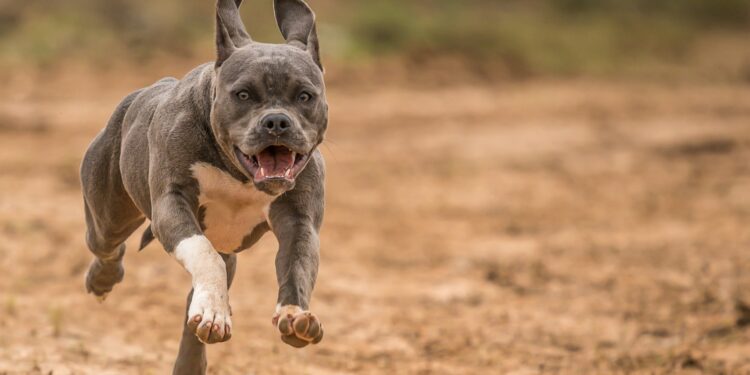 grey and white short coat small dog running on brown field during daytime
