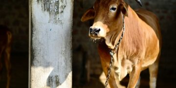 brown cow standing beside gray concrete wall